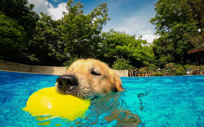Golden Retriever Puppy (Dog) Exercises in Swimming Pool